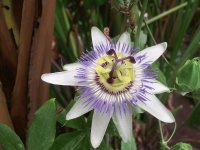 vanflower 3
