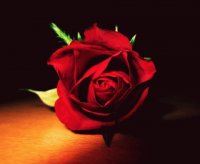 Rosa desde la oscuridad