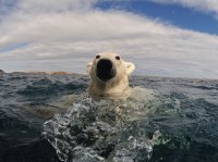 Oso Polar
