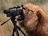 leon fotografo