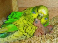 Aves
