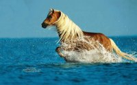Caballo