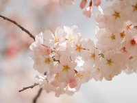 Almendro en flor