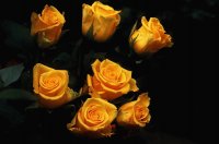 yellow and black roses