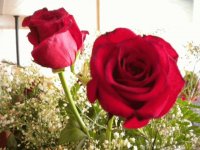 rosas