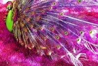 Pavo real