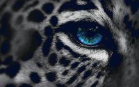Leopardo