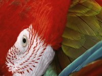 Guacamayo