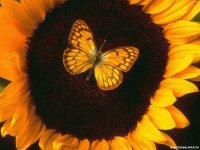 Mariposa