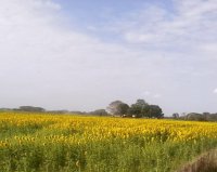 sabana