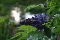 wysteria