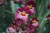 orchid