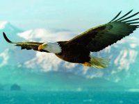 Aguila