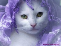 Gato