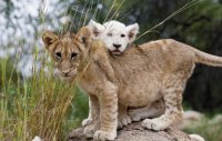 Leones