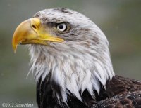 Aguila