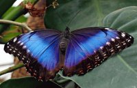 Mariposa