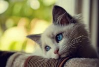 Gato