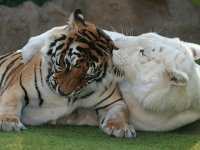 Tigre