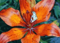 fleur