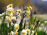 Narcissus