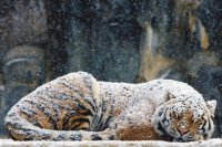 Tigre