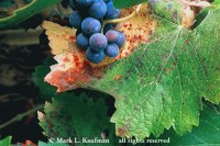 Grapes and Leaves