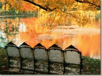 Yellow Leaves