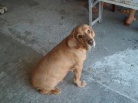 perrito