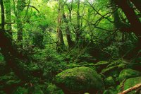 Magic Green
