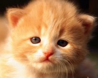 Gatito hermoso