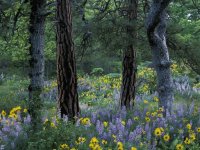 trees