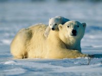 oso polar4