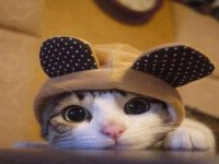 Gatito