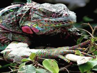 Iguana