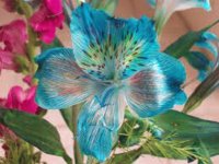 Flor