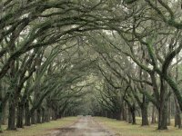 plantation