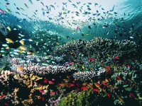 fishes
