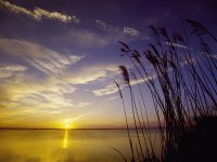 sea oats