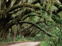 oak trees