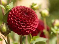red flower