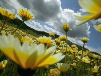 yellow flowers