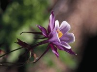 purple flower