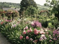 flower garden