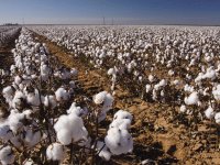 cotton field