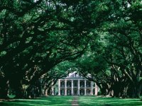 oak alley