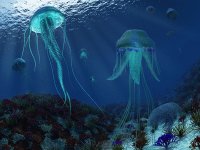 jellyfish