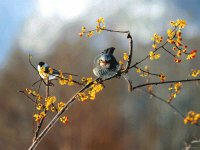 birds on limb