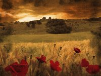 red flowers