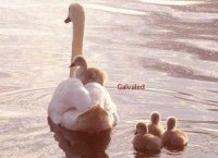 Patita y Patitos